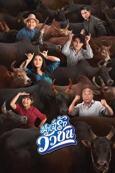 มนต์รักวัวชน